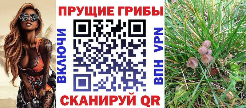 Галлюциногенные грибы Psilocybe продажа наркотиков Донской